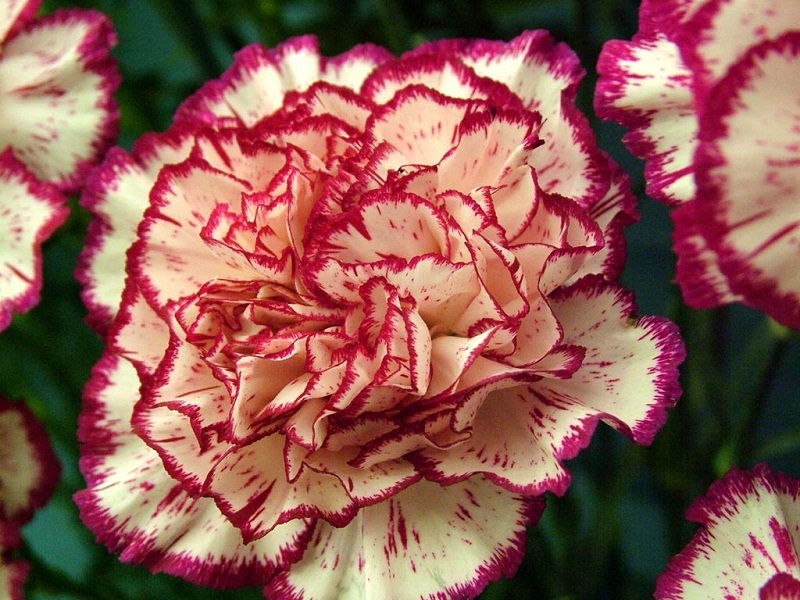 گل میخک قرنفلی – Carnations