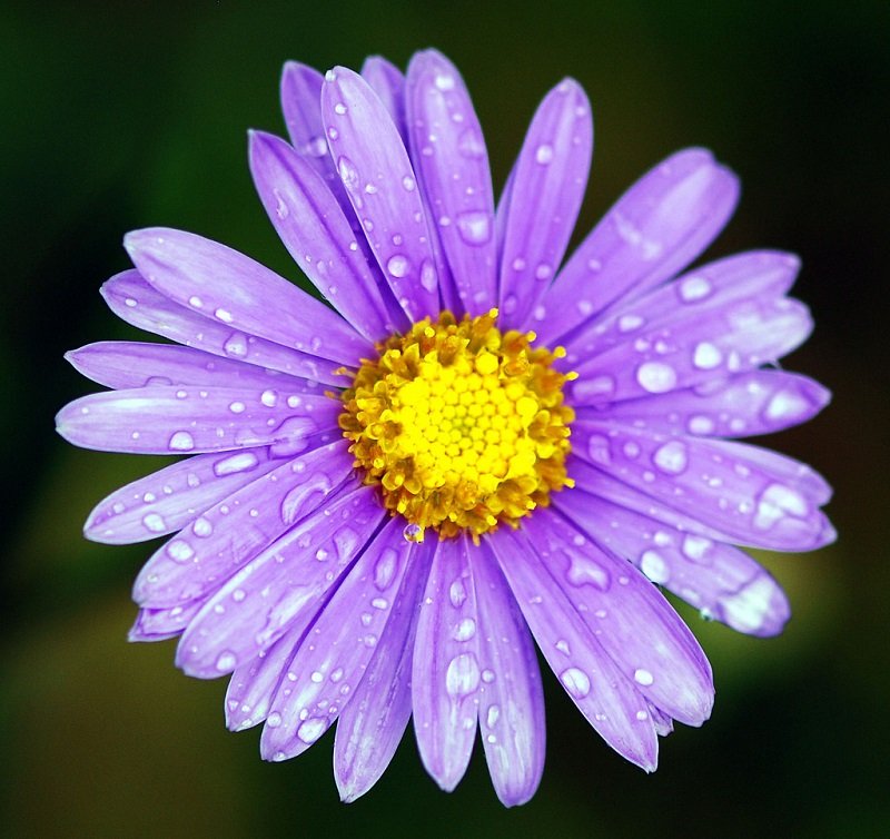 گل آستر (گل ستاره‌ای) – Aster