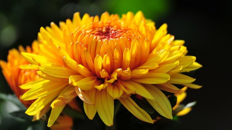 گل داودی – Chrysanthemum