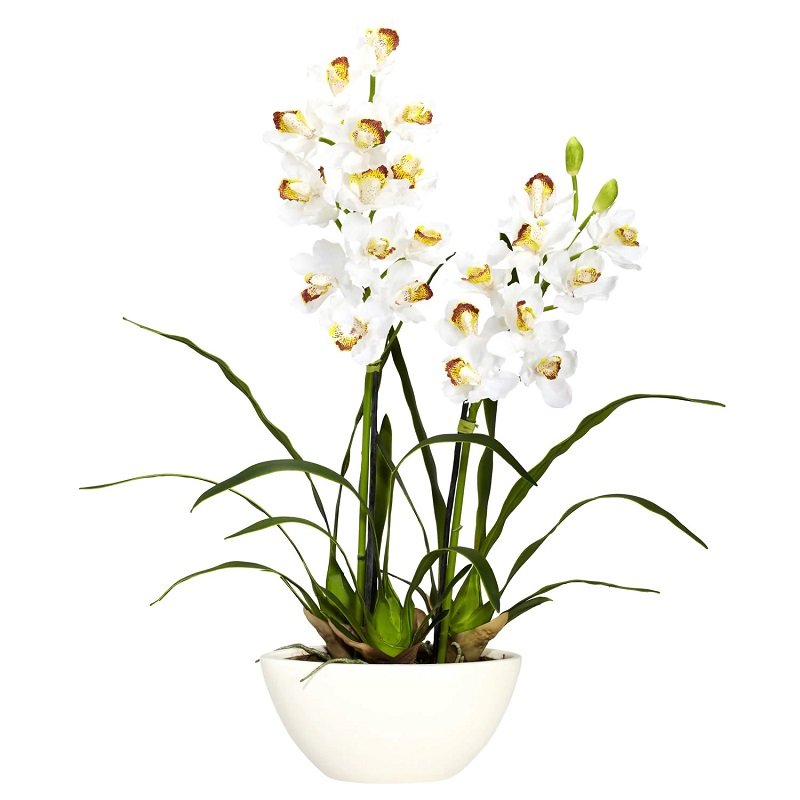 ارکیده‌ی سیمبیدیوم – Cymbidium Orchid