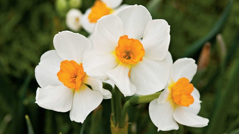 گل نرگس – Daffodils