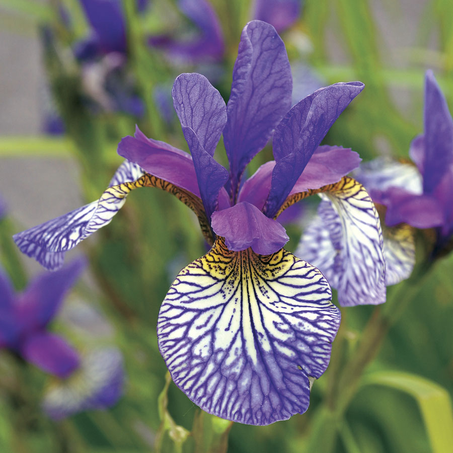 گل زنبق – Iris