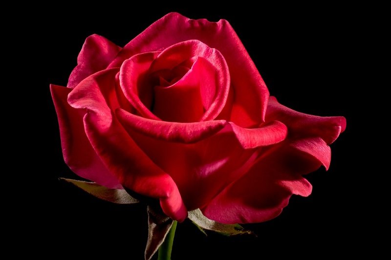 گل رز – Rose